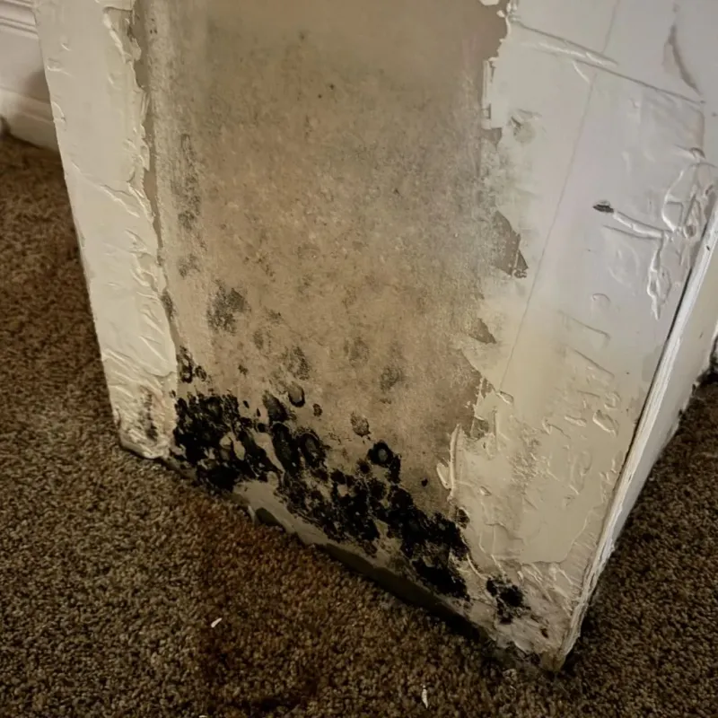 Professional Mold Removal in Talihina, OK